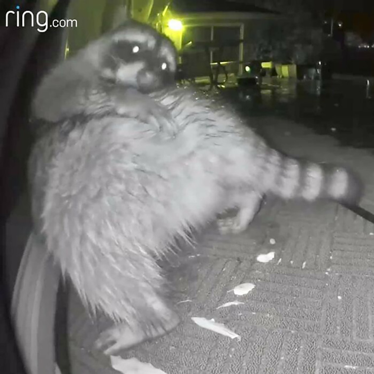 crappy wildlife