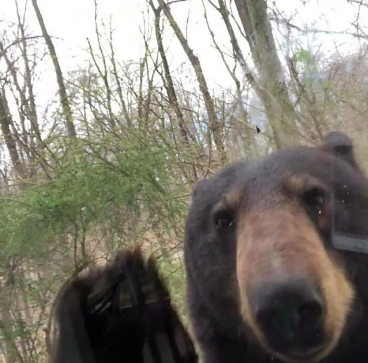 crappy wildlife