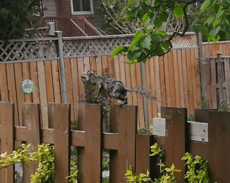 crappy wildlife