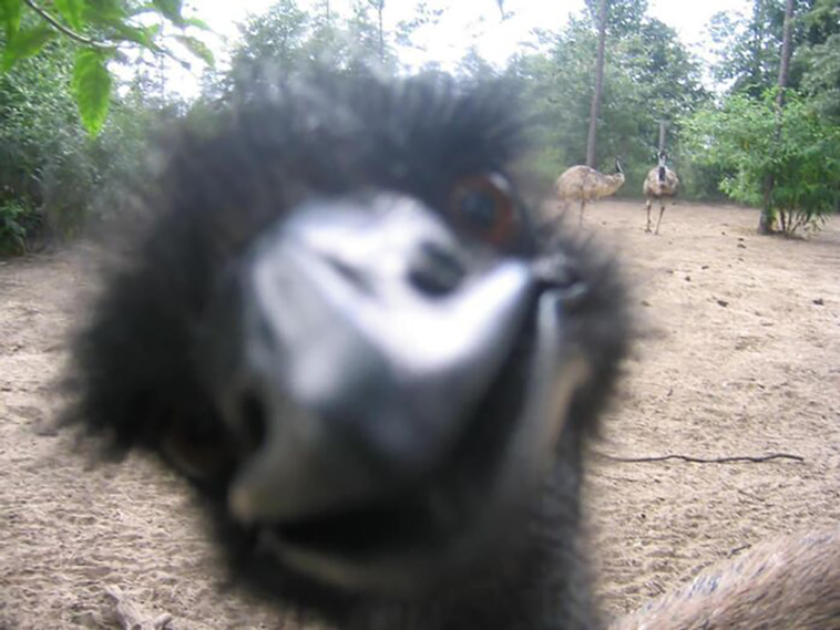 crappy wildlife