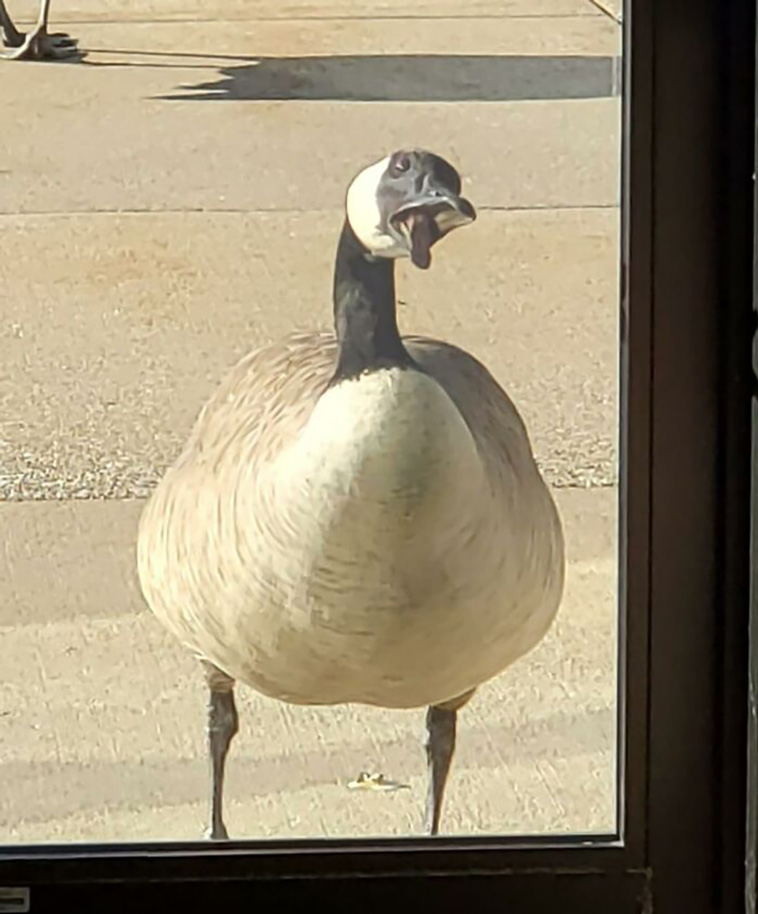 crappy wildlife