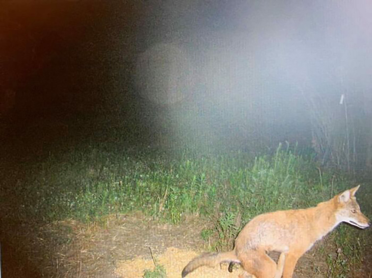 crappy wildlife
