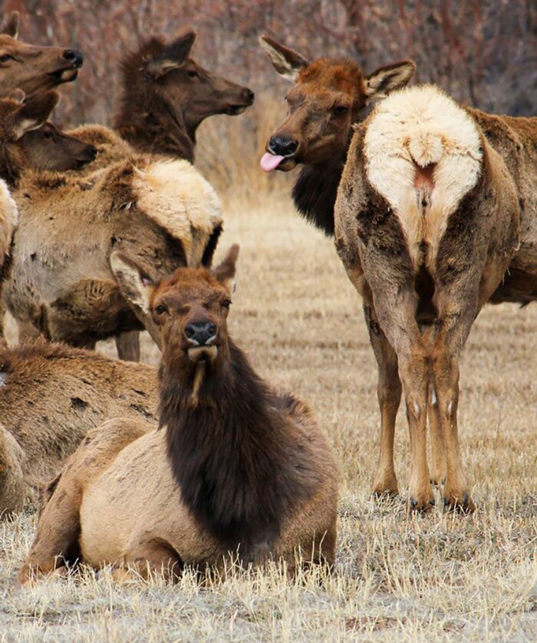 crappy wildlife