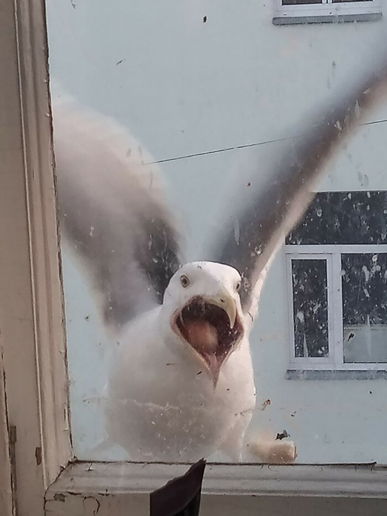 crappy wildlife