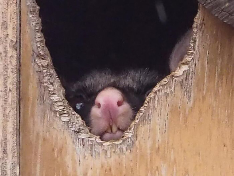 crappy wildlife