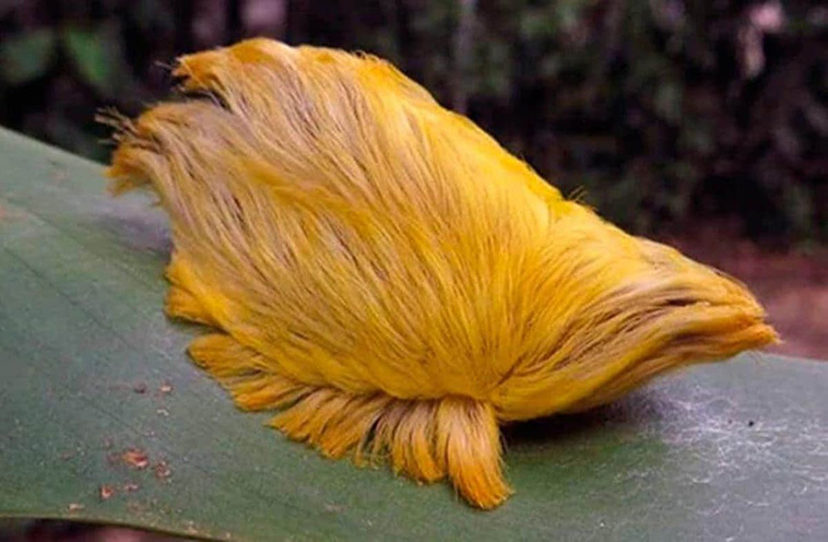 furry-puss-caterpillar