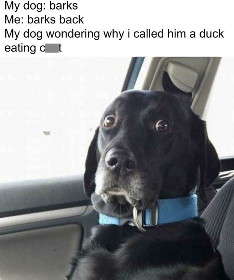 have a dog