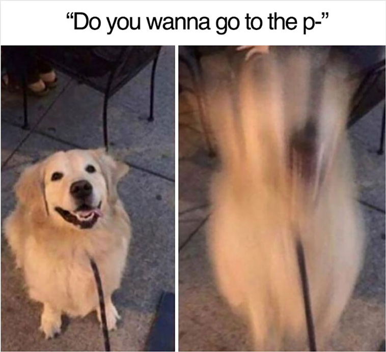 have a dog