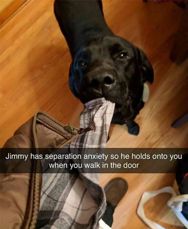 have a dog