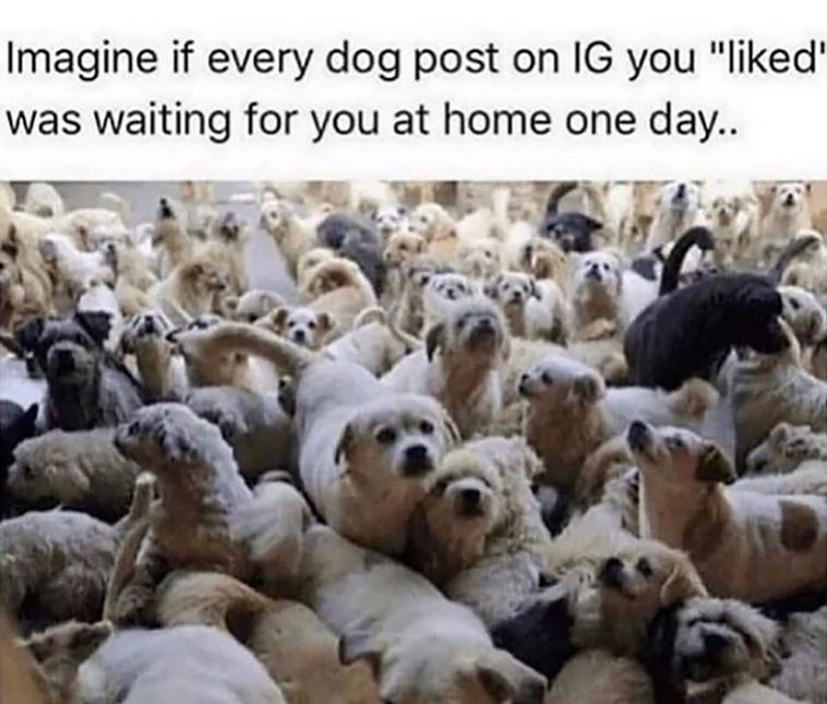 have a dog