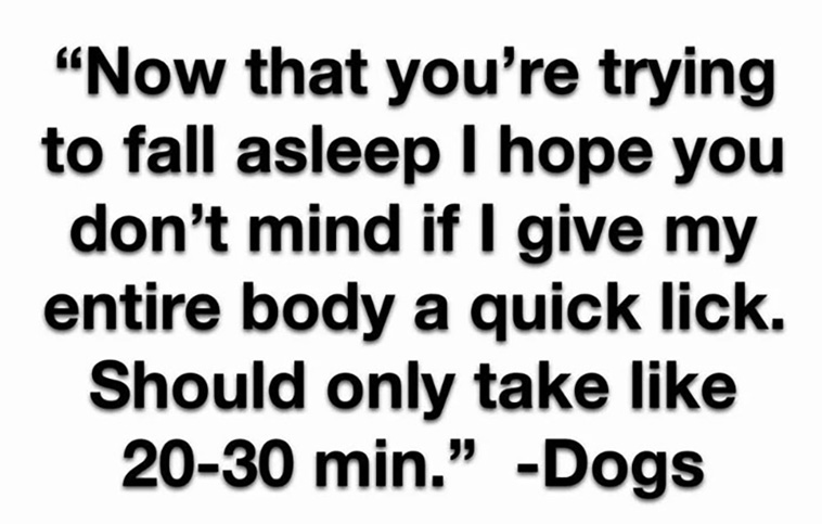 have a dog