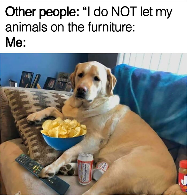 have a dog