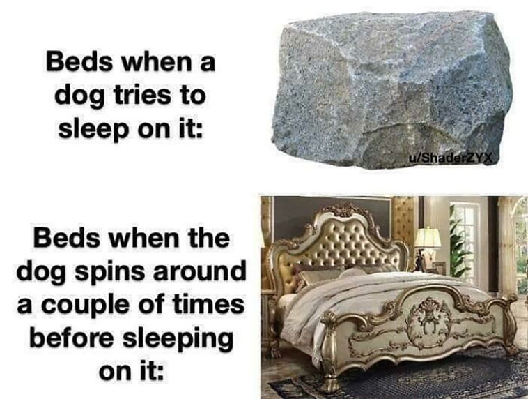 have a dog