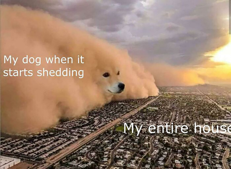 have a dog