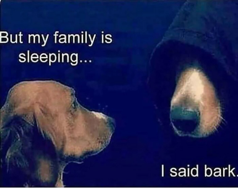 have a dog