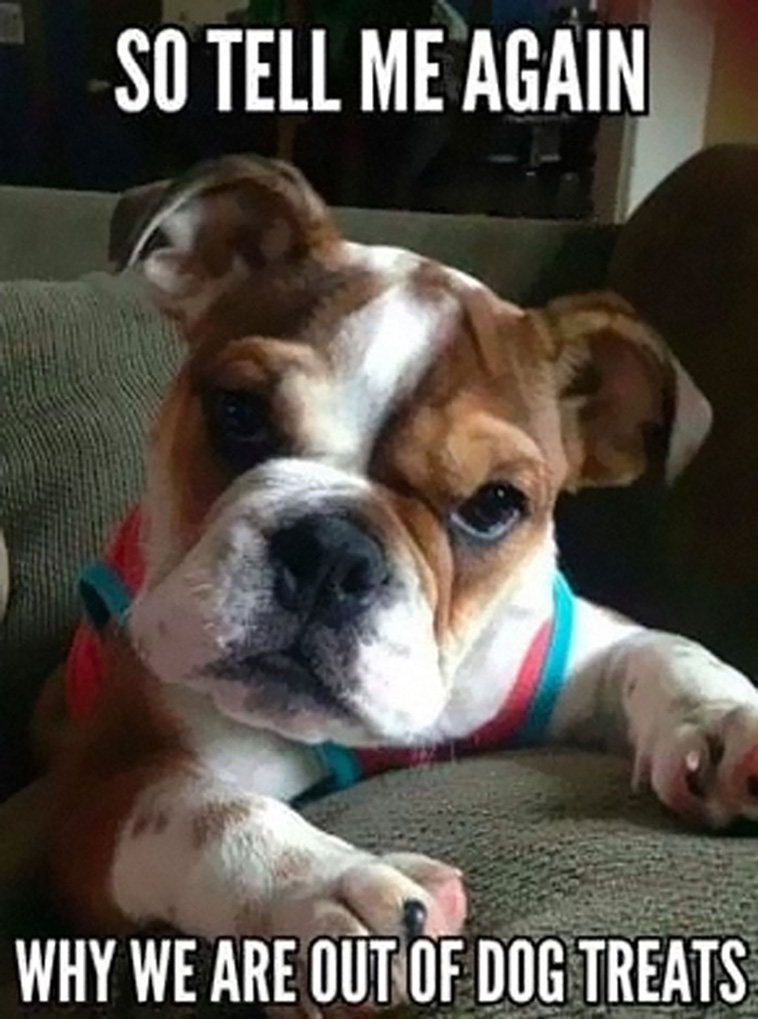have a dog