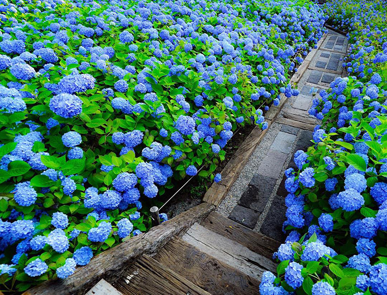 hydrangea-season-in-japan