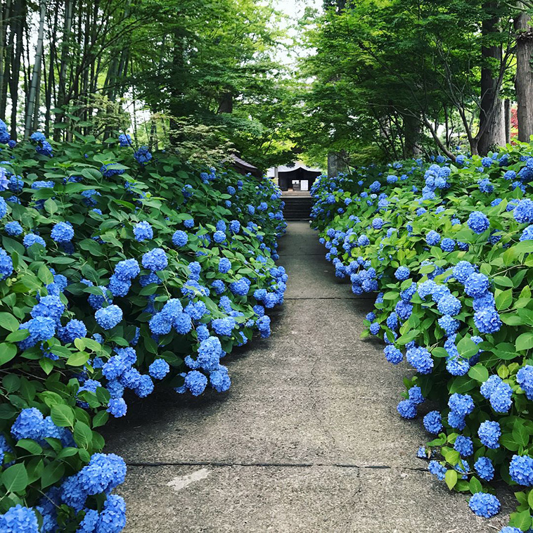 hydrangea-season-in-japan