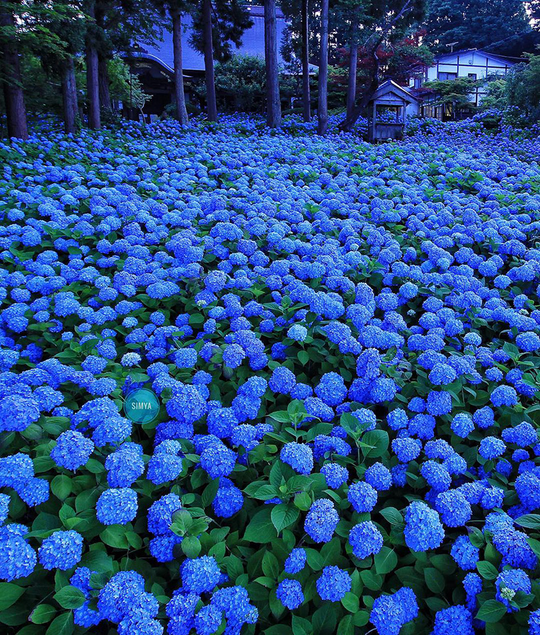 hydrangea-season-in-japan
