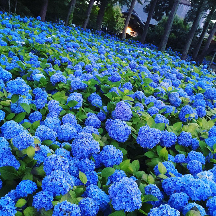 hydrangea-season-in-japan
