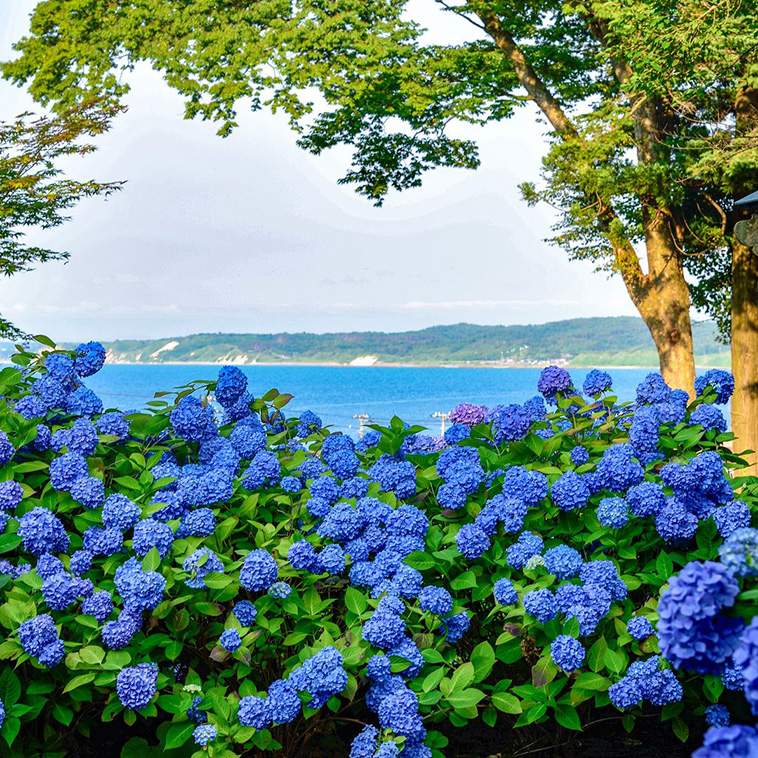 hydrangea-season-in-japan