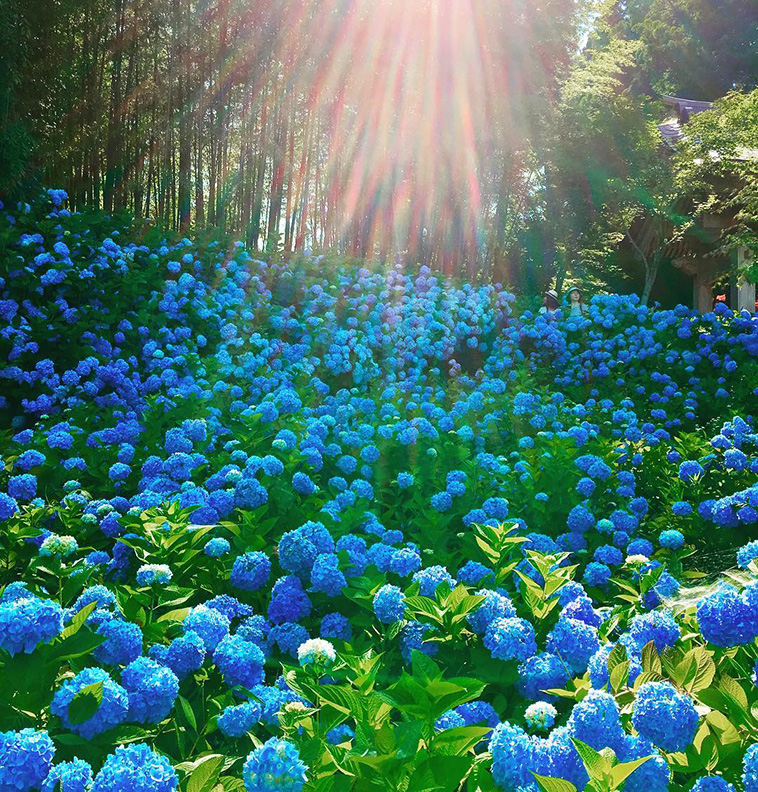 hydrangea-season-in-japan