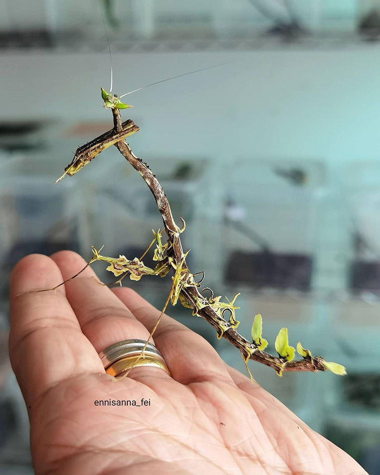 incredible-insects-Dragon-mantis