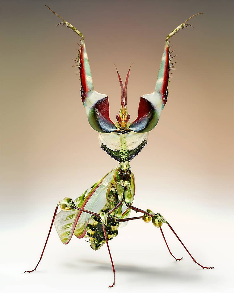 incredible-insects-Giant-Devil’s-Flower-Mantis