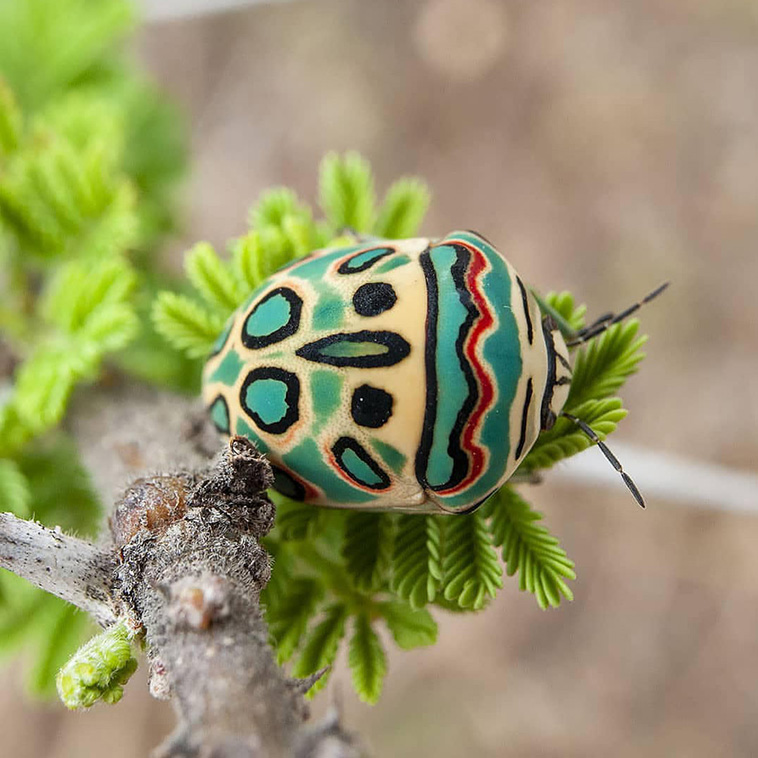 incredible-insects-Picasso-Bug