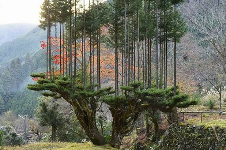 japan different