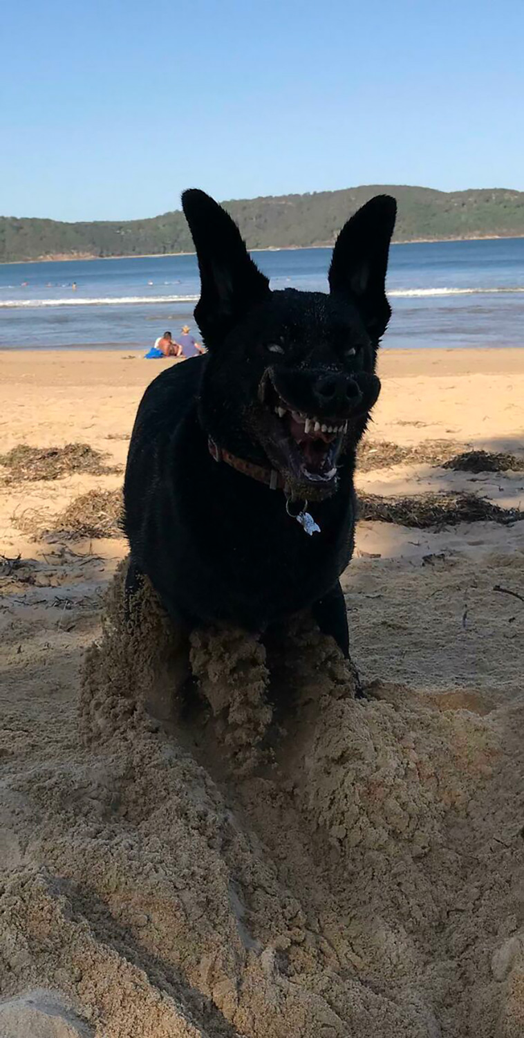 malfunctioning dogs