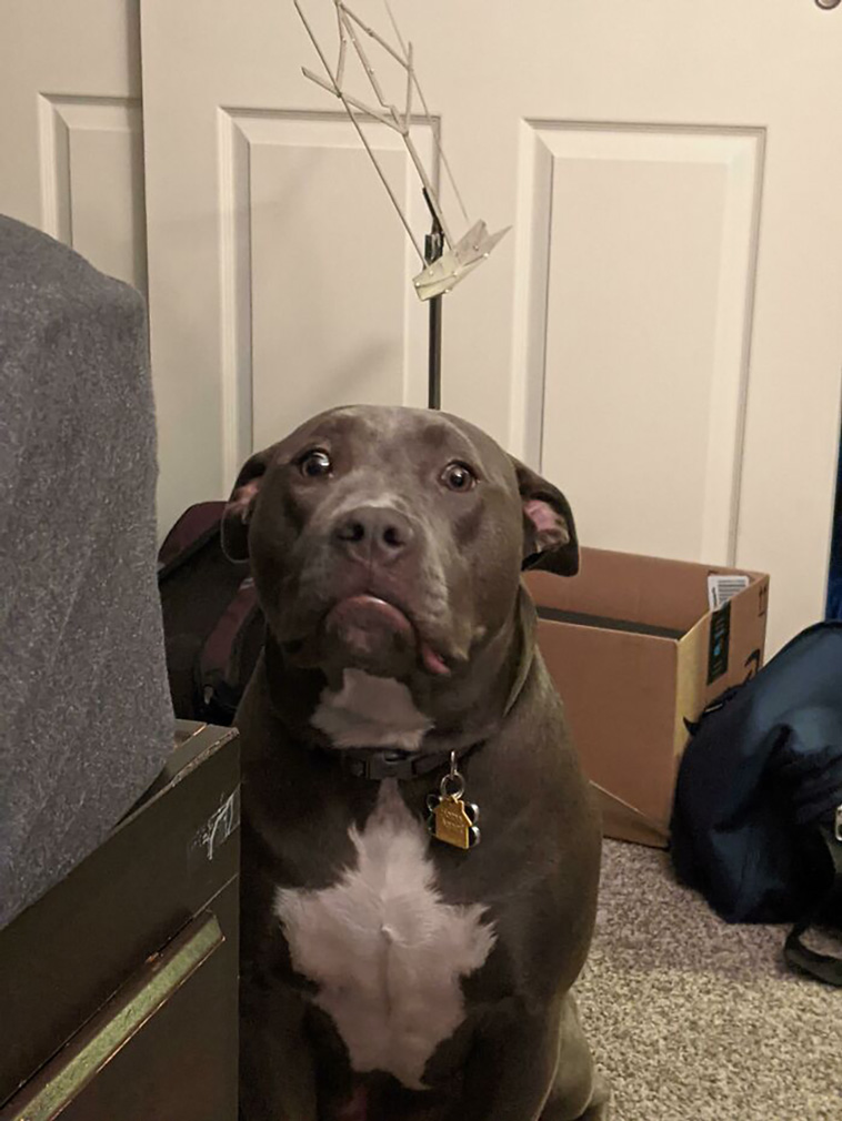 malfunctioning dogs