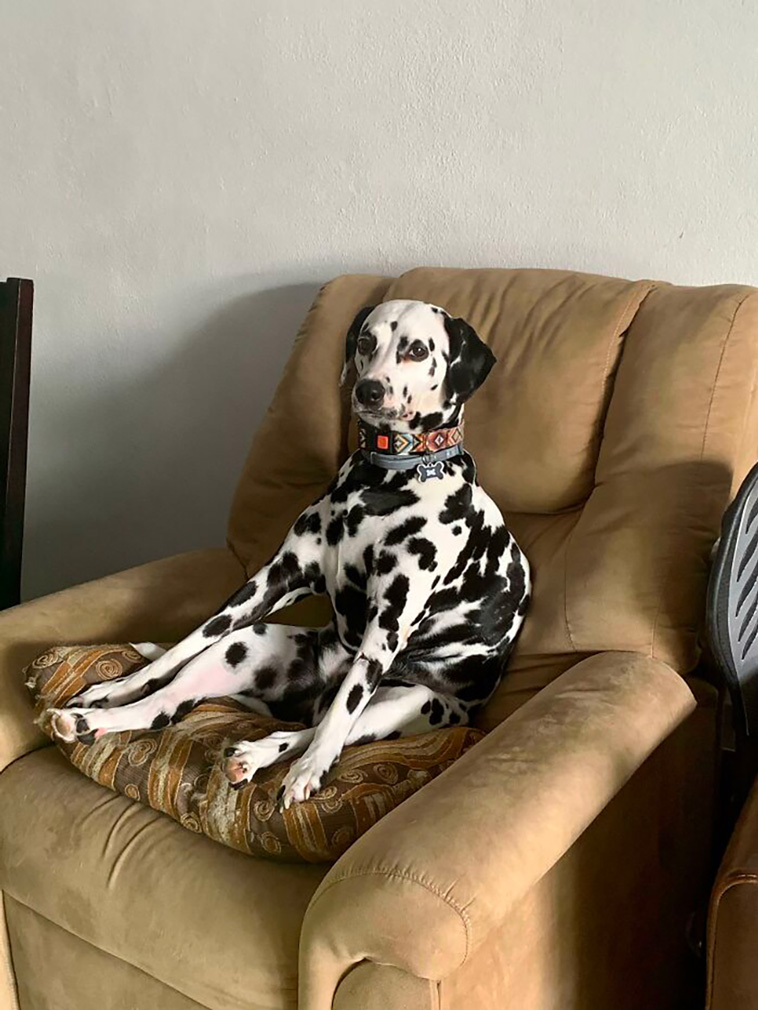 malfunctioning dogs