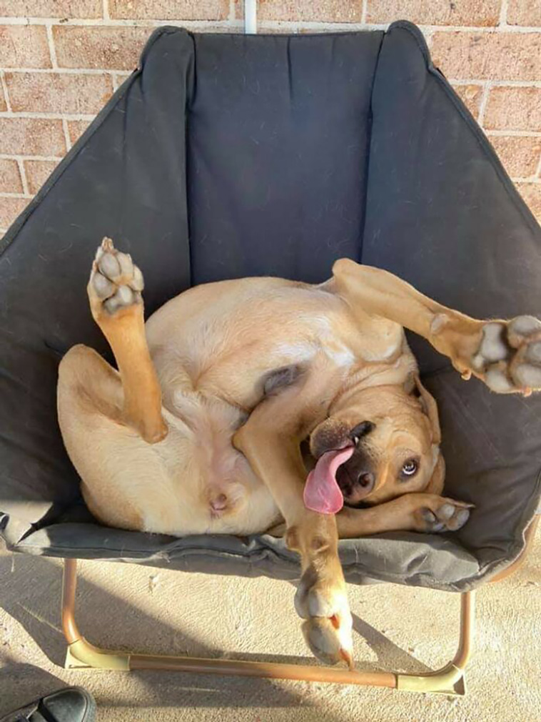 malfunctioning dogs