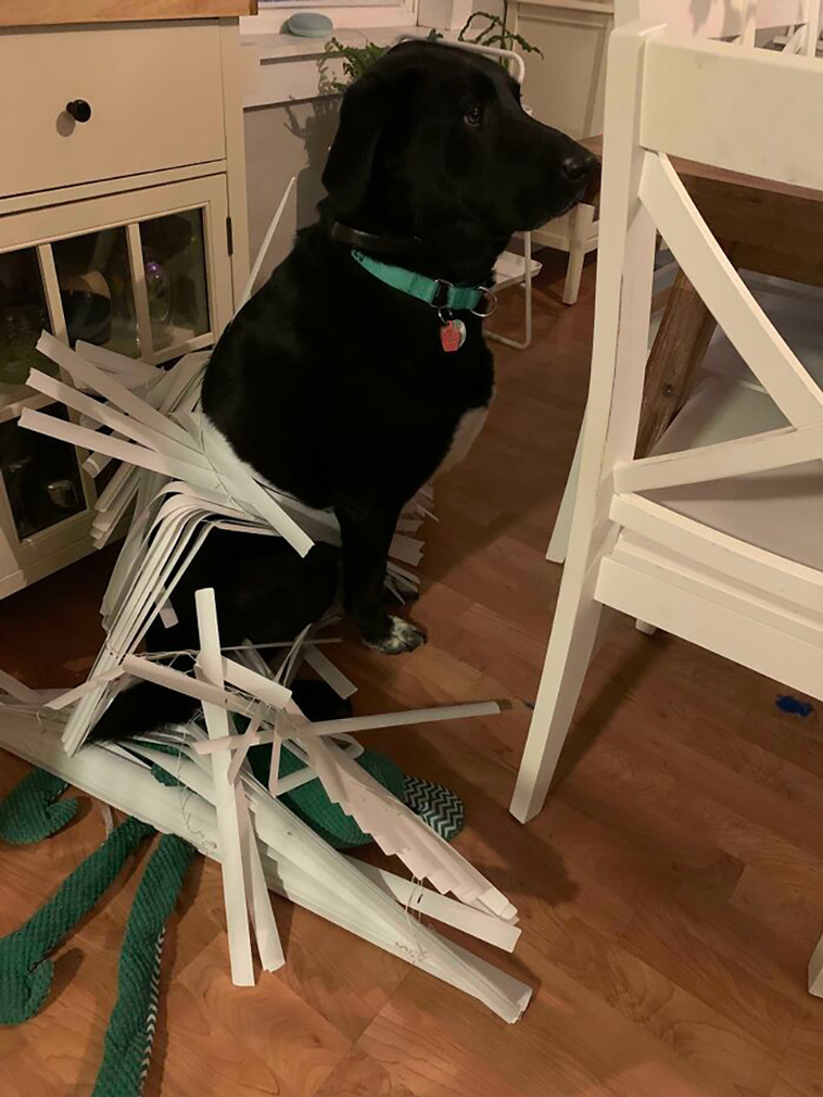 malfunctioning dogs