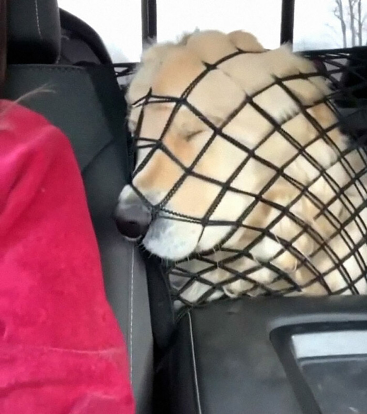 malfunctioning dogs