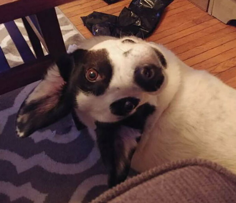 malfunctioning dogs