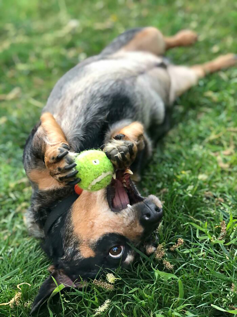 malfunctioning dogs