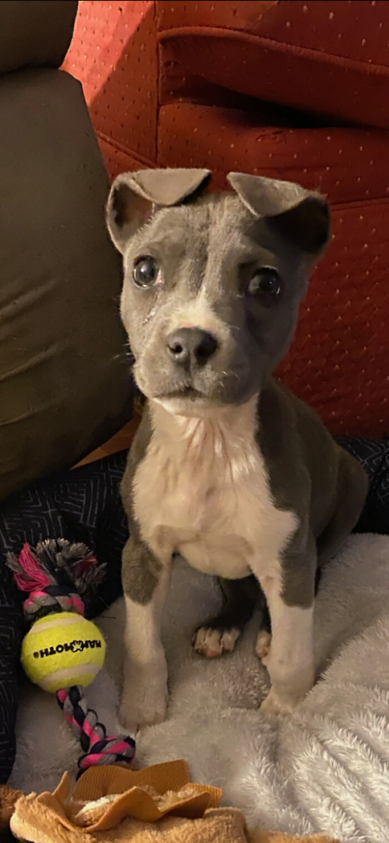 rescued pets