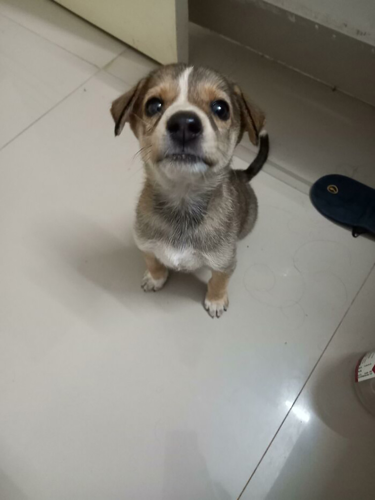 rescued pets