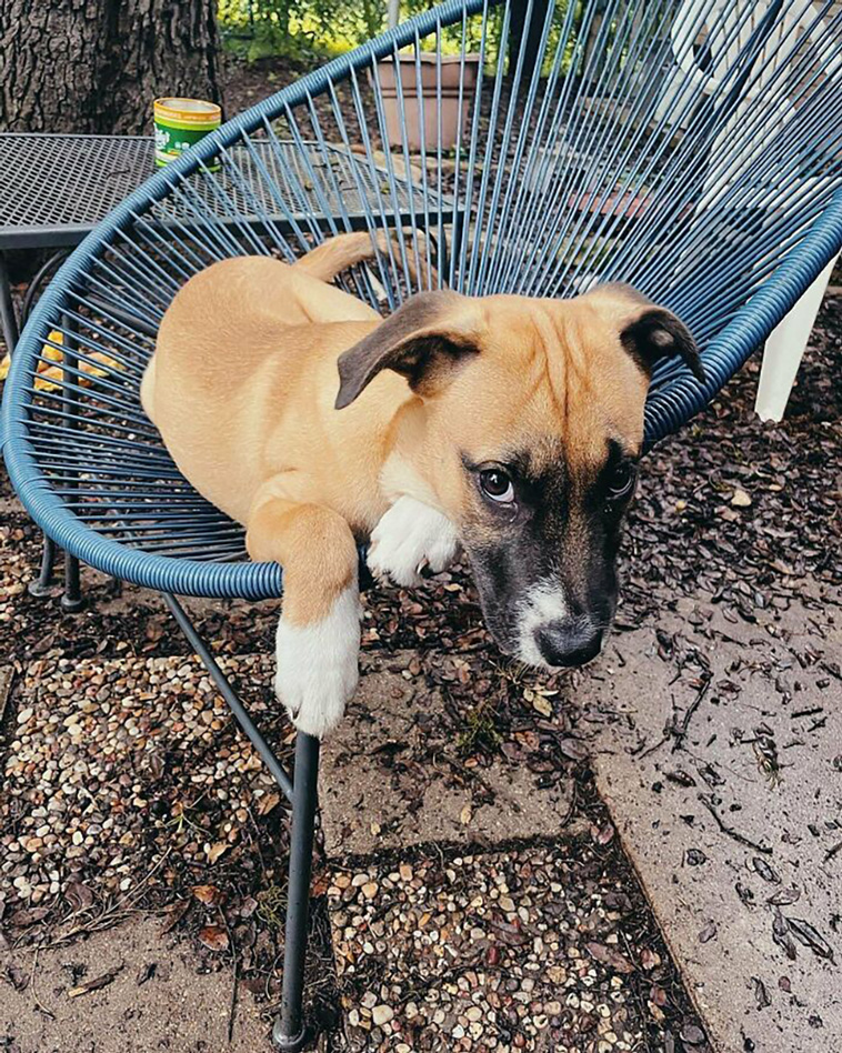 rescued pets