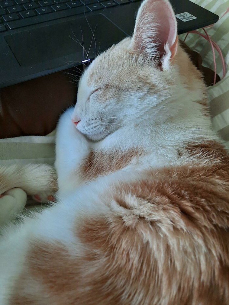 rescued pets