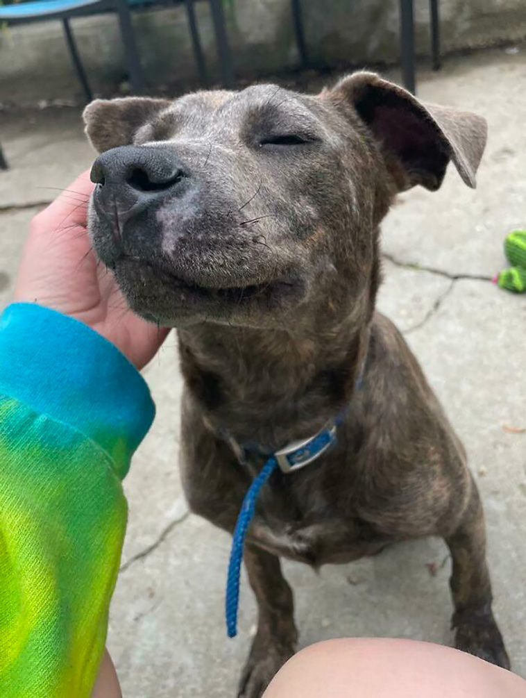 rescued pets