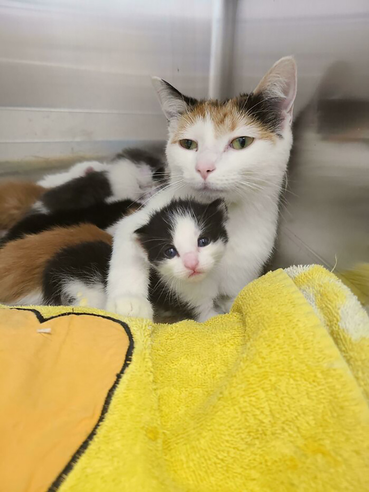 rescued pets