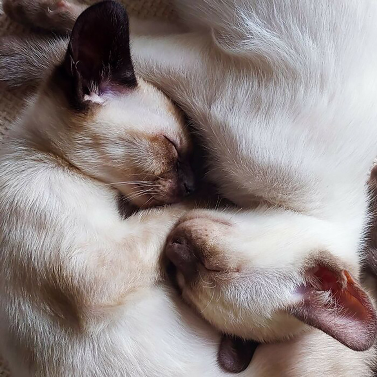 rescued pets