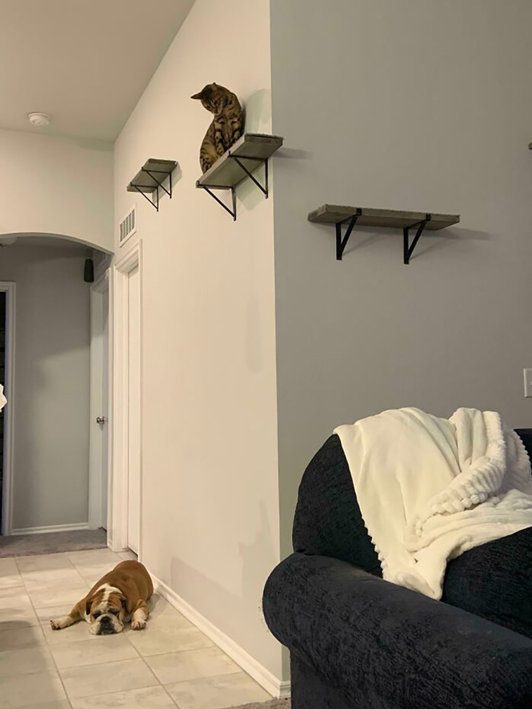 rescued pets