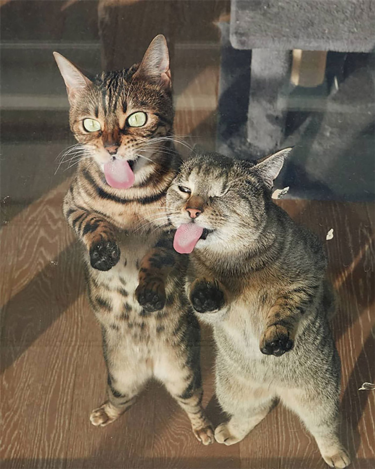 two cats