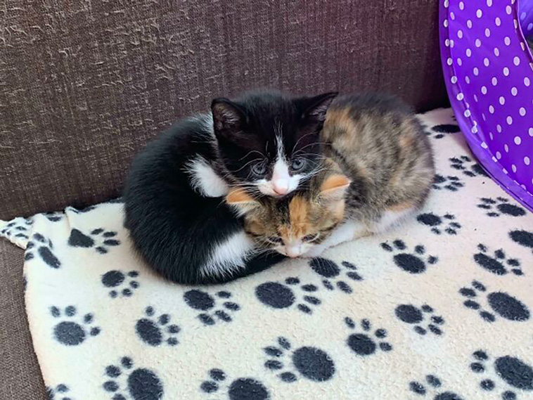 two cats