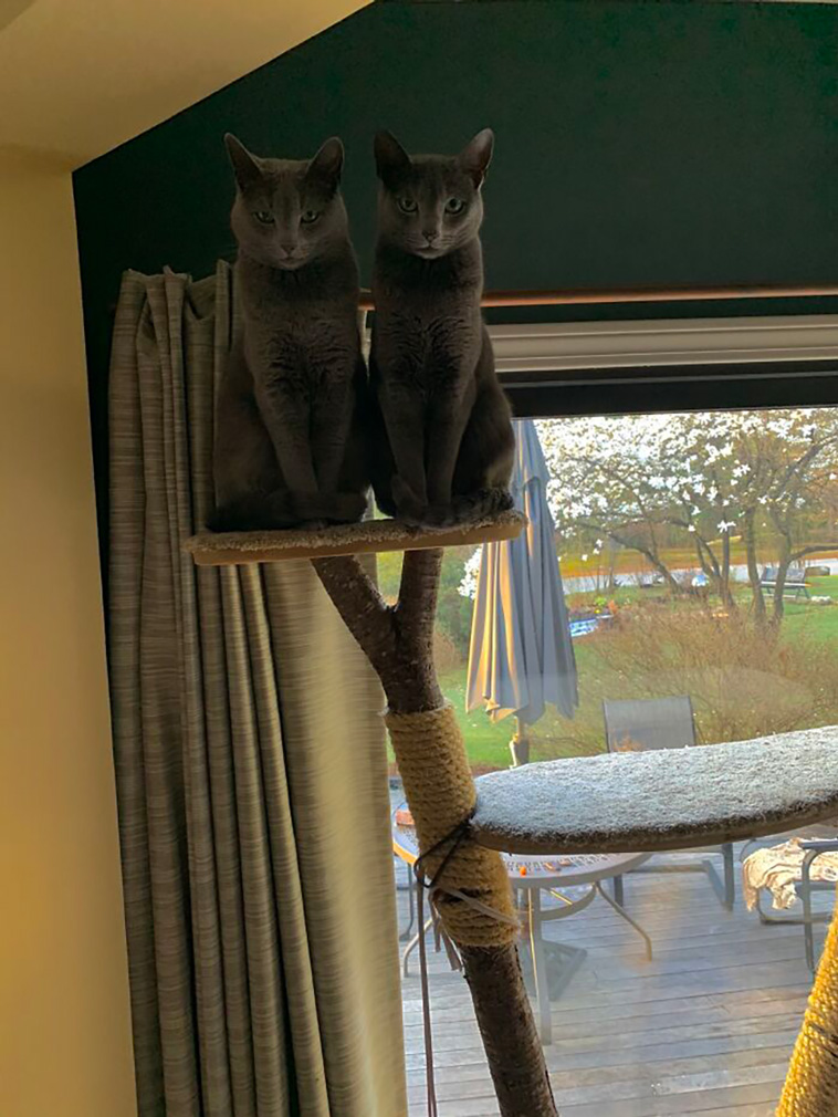 two cats
