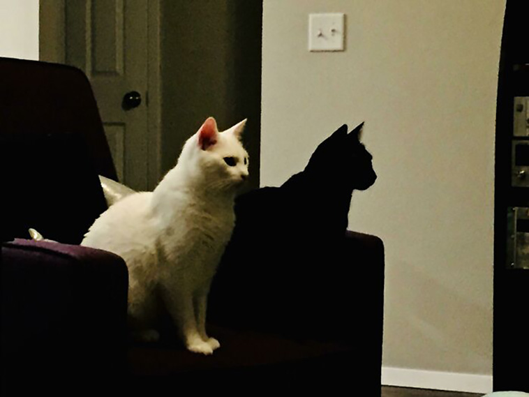 two cats